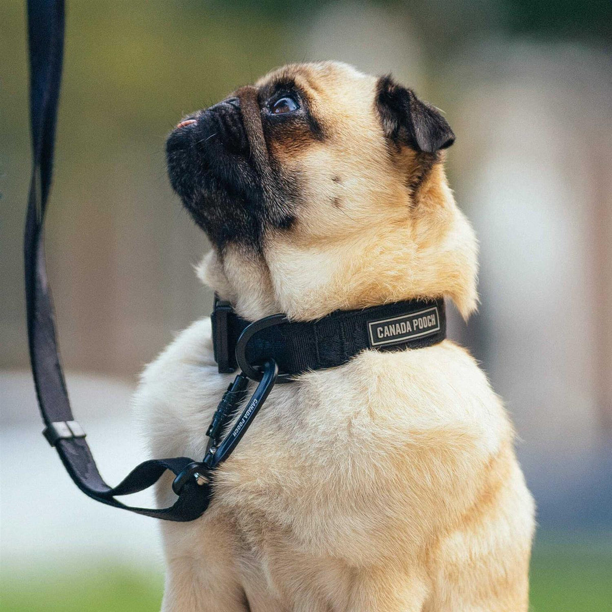 Utility Dog Collar F700669