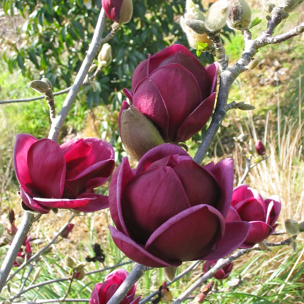 Magnolia Live Deciduous Tree in Grower Container E338