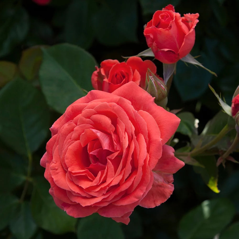 Climbing Rose Bush H4470