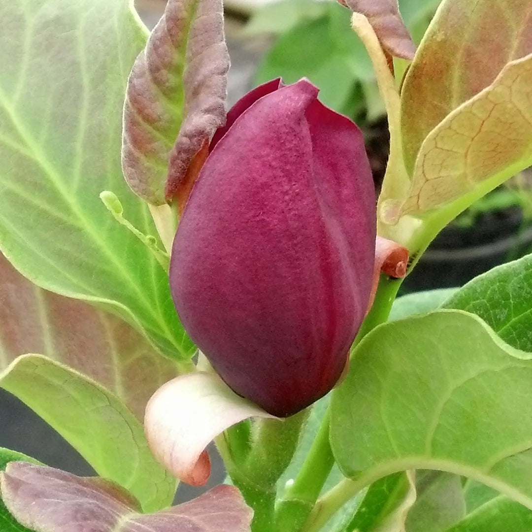 Magnolia Live Deciduous Tree in Grower Container E338