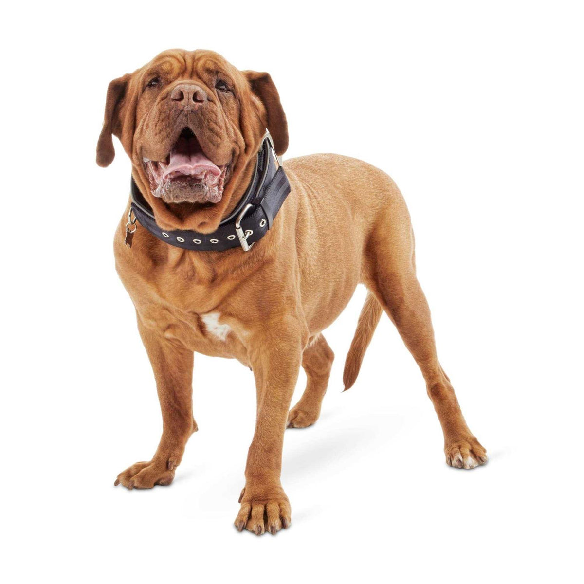 Red Dog Collar P962419