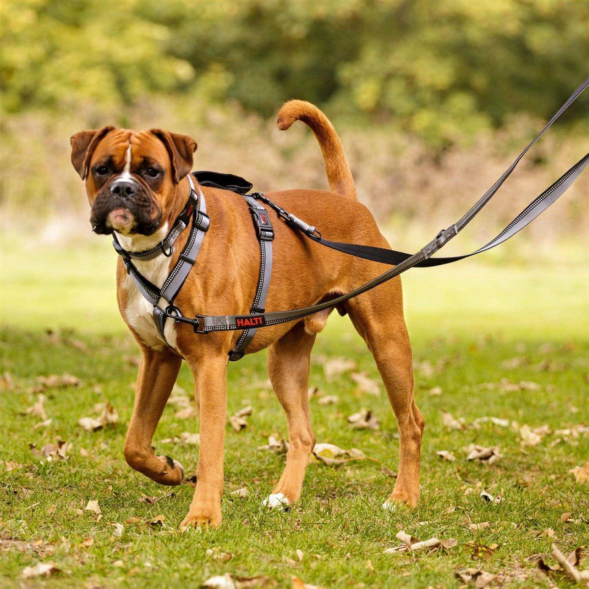 Double Ended Lead Dog Leash O38321