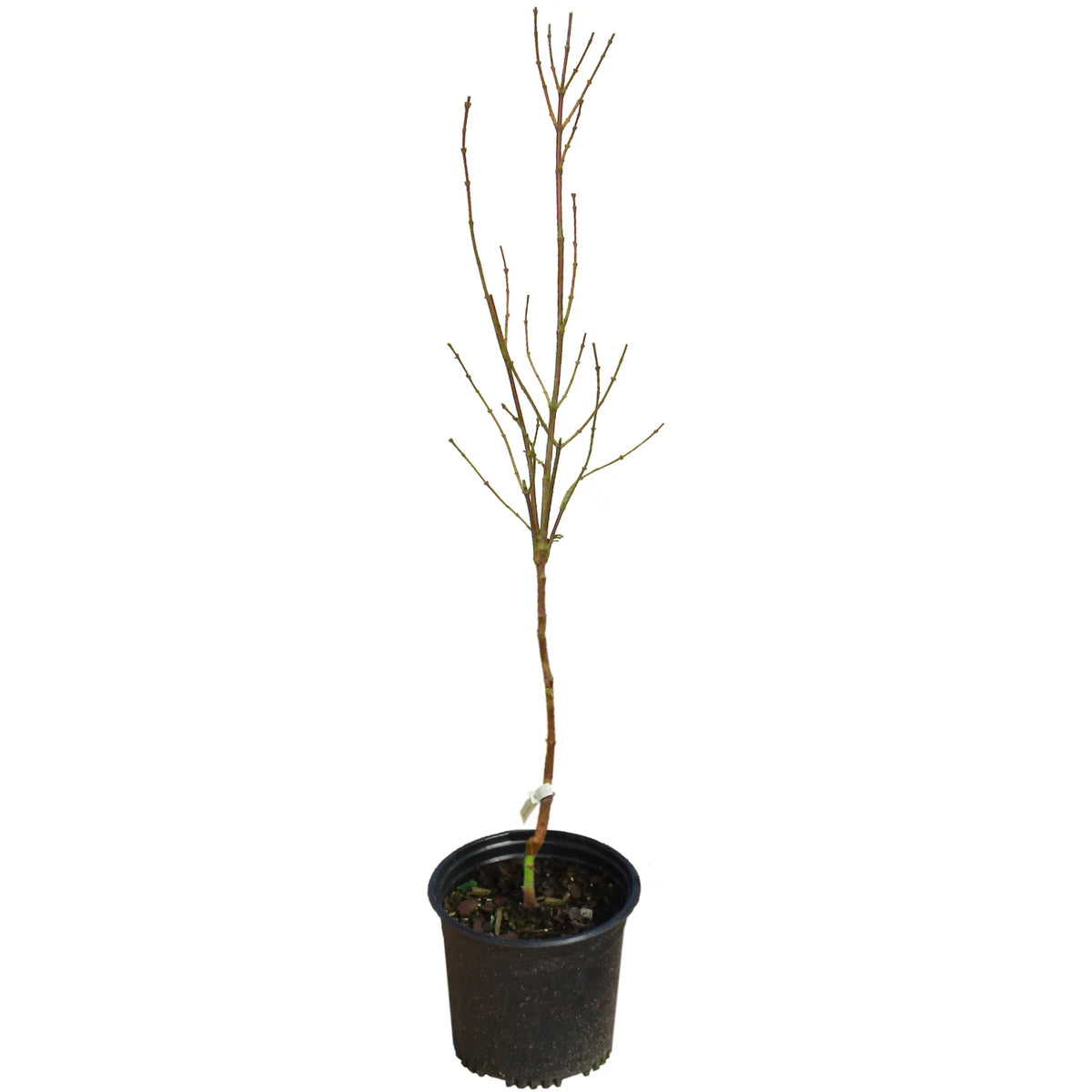 Magnolia Live Deciduous Tree in Grower Container E338