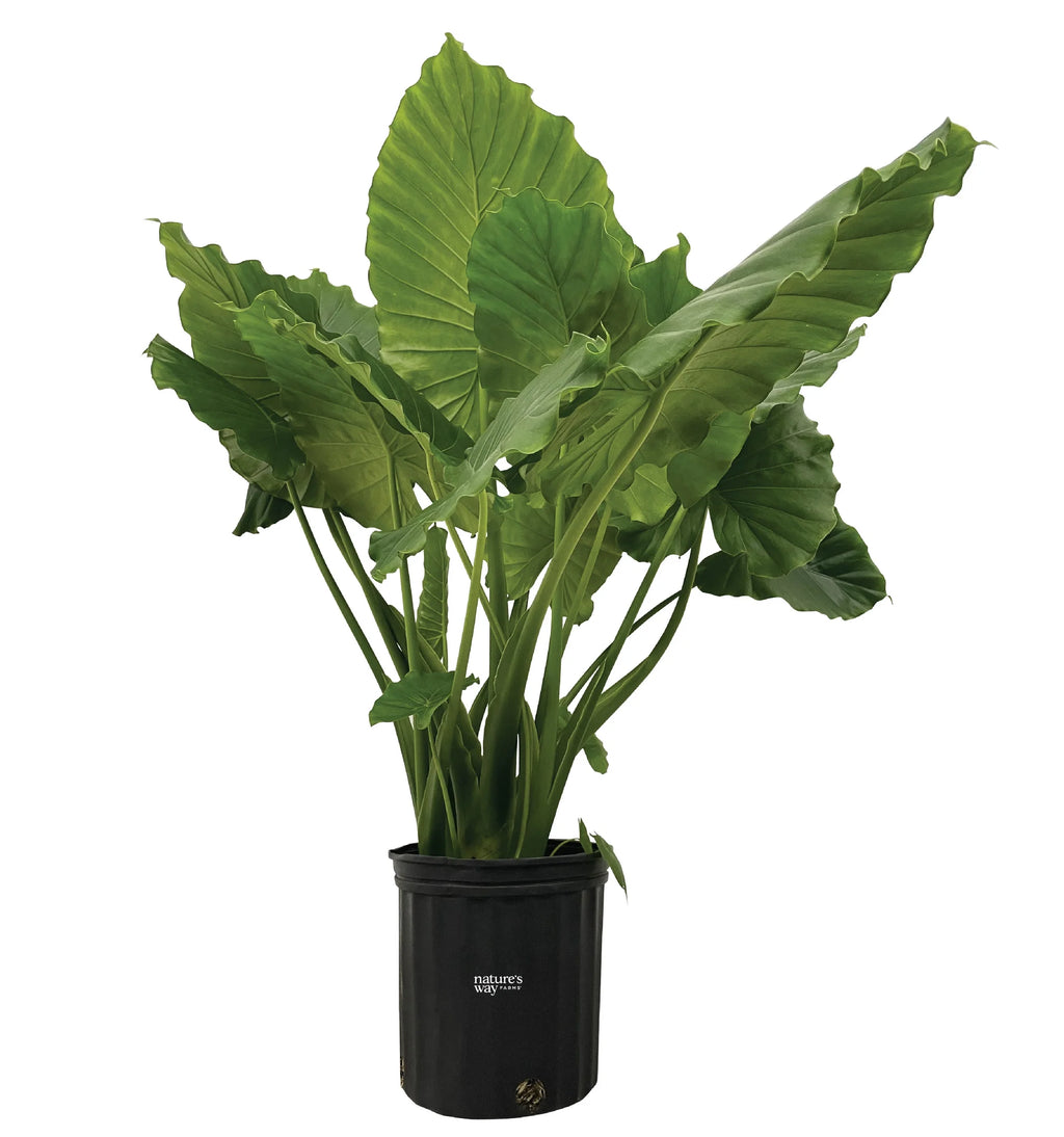 Alocasia Live Plant 25-30 in. Tall in Grower Pot R5940