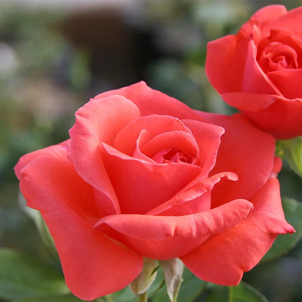 Climbing Rose Bush H4470