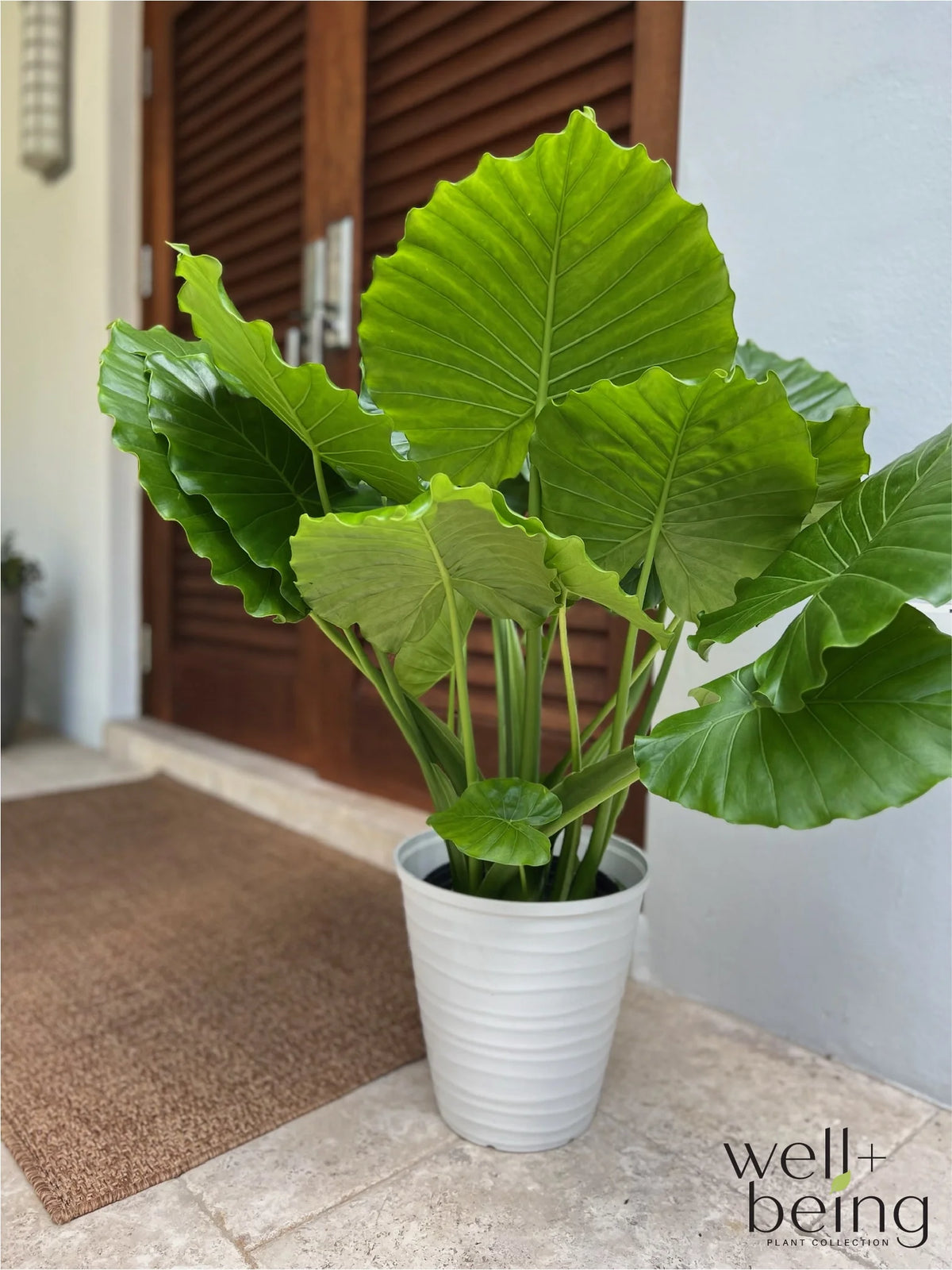 Alocasia Live Plant 25-30 in. Tall in Grower Pot R5940