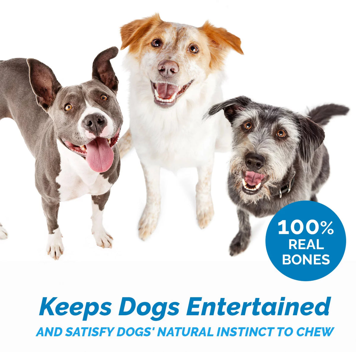 All Natural Beef Knee Caps Dog Chews 10 Count J4328